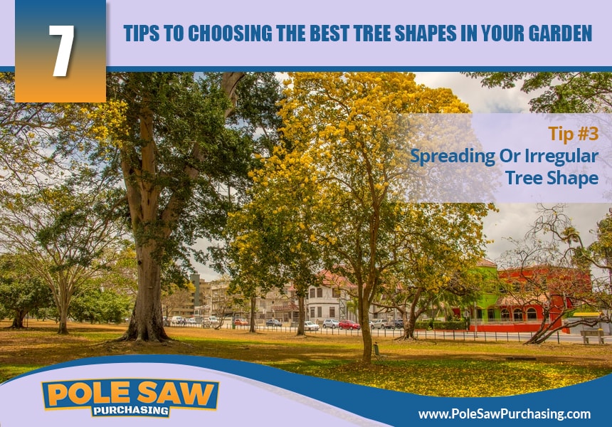  selecting trees by shape